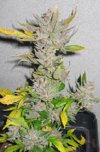 sourkush2.jpg