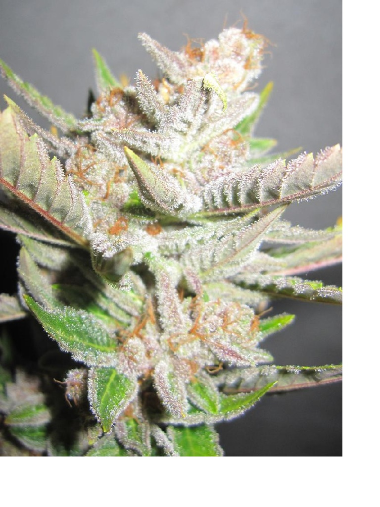 sourkush.jpg