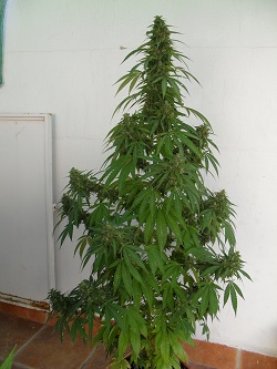 SDC10039 - copia.JPG