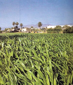 Azucar.jpg