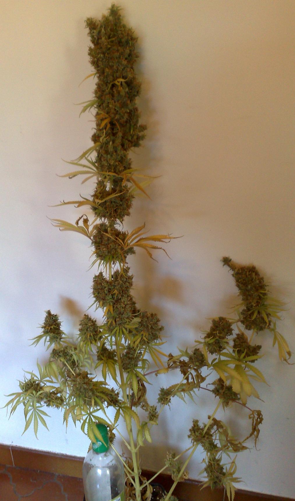 200720111485.jpg