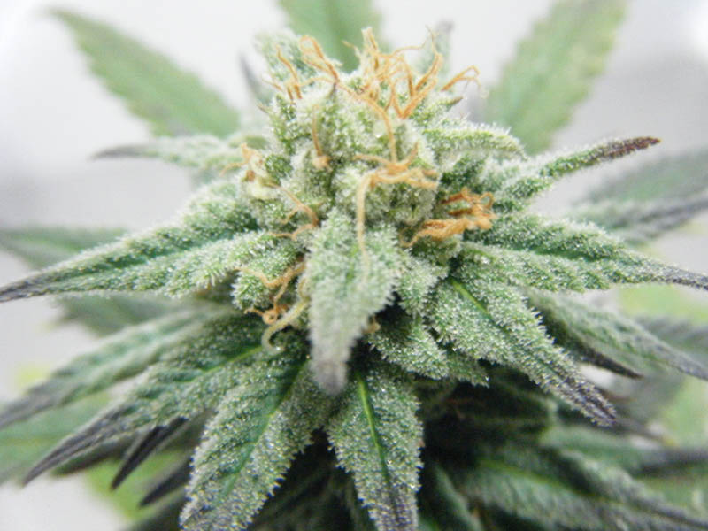 Hindu Kush '97.jpg