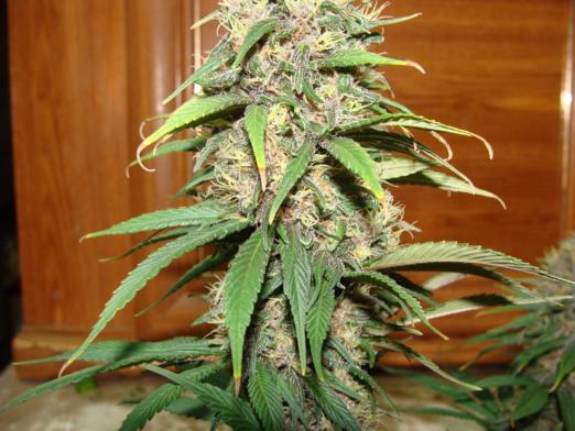 macro 2 022_522x392.jpg