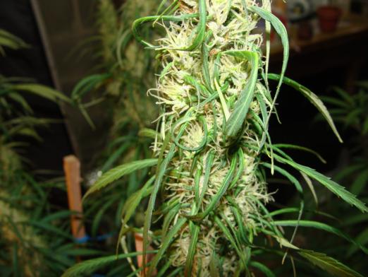 macro 2 014_522x392.jpg