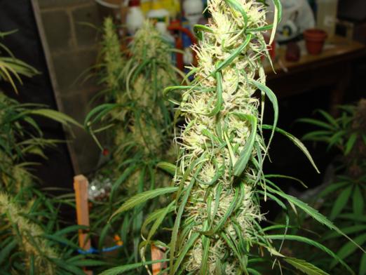 macro 2 015_522x392.jpg