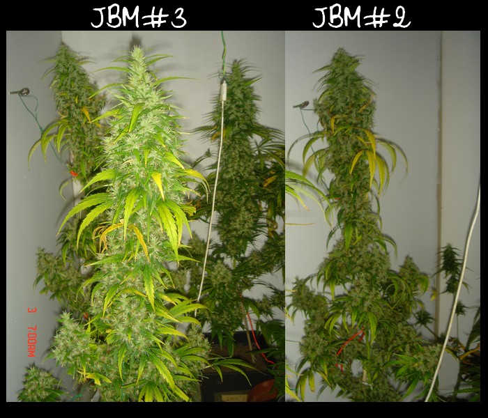 JBM 2 et 3.jpg