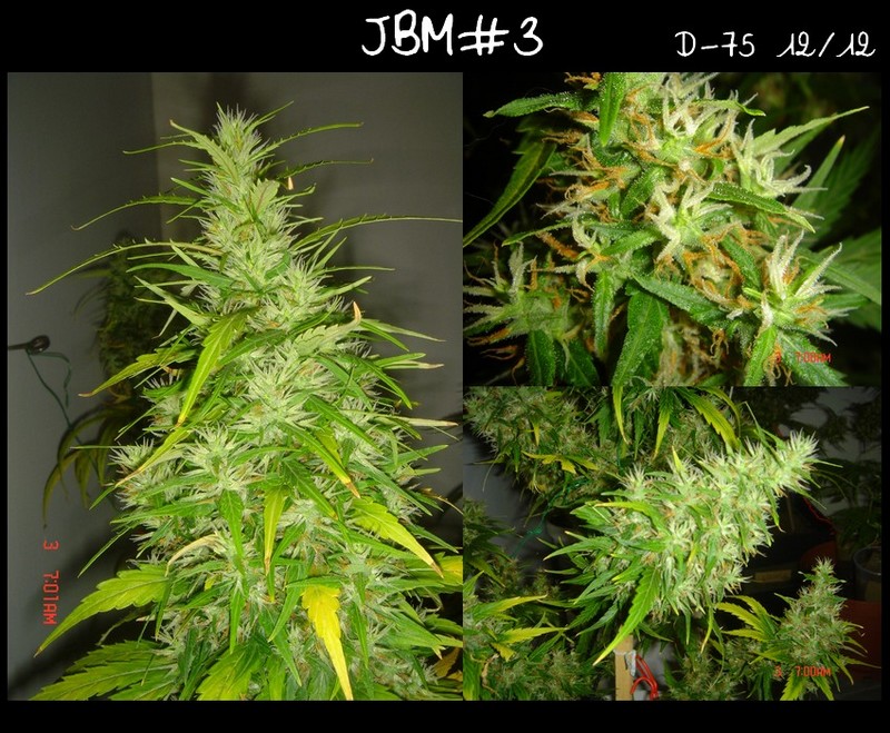 JBM3 diap..jpg