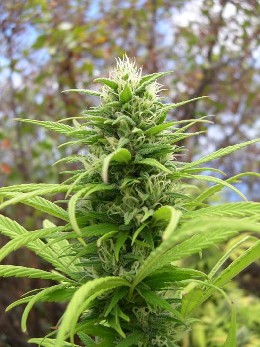 planta2.jpg