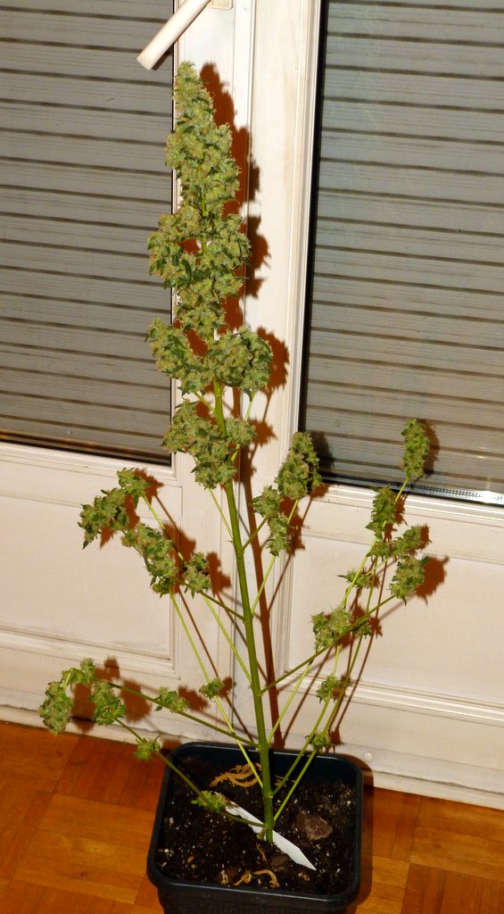 P1000438.JPG