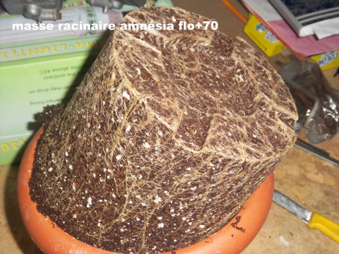 IMGP1660.JPG