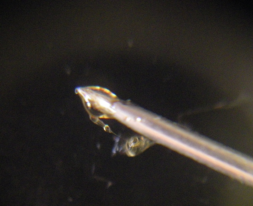 Gota#4.jpg