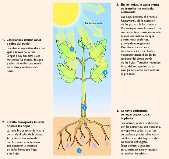 20070417klpcnavid_59.Ees.SCO.png