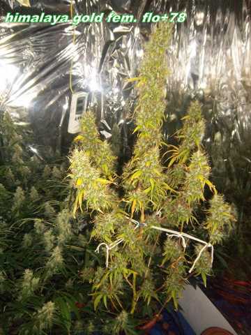 IMGP1707_1.jpg