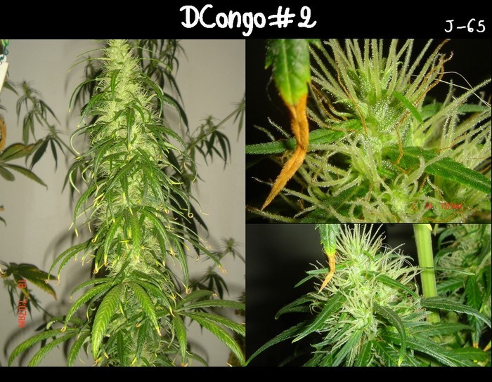 DCongo#2 diapo.jpg
