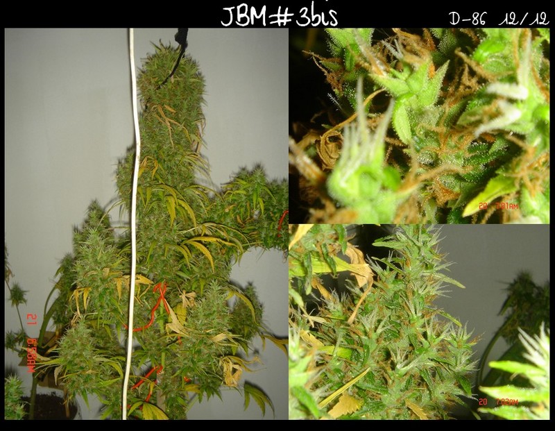 JBM3b diap.jpg