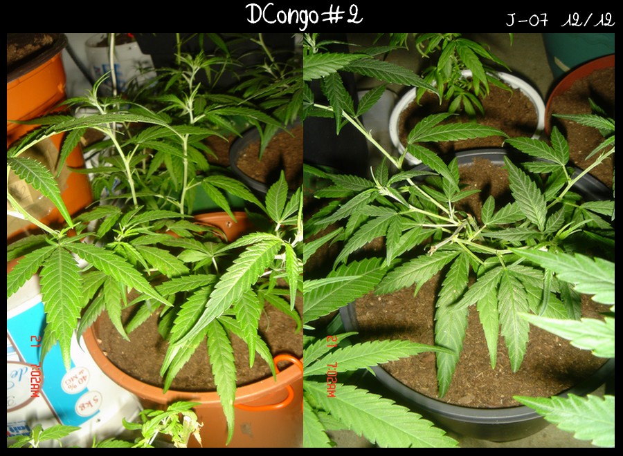 DCongo2 diap.jpg