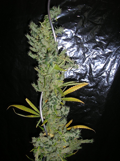 haze A5.jpg