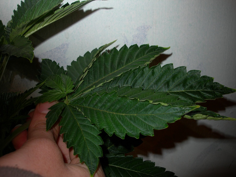 hoja panama.JPG