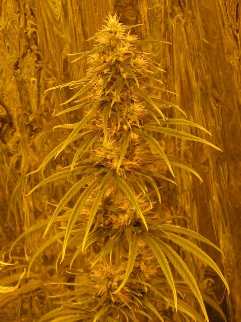 PanamaFlowers3.jpg