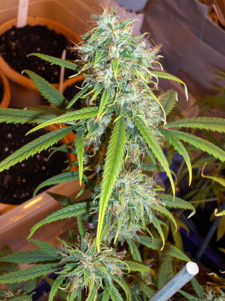 PanamaFlowers8.jpg