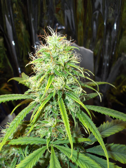 PanamaFlowers6.jpg