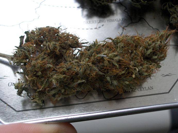 PanamaFlowers4.jpg