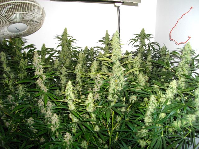 IMGP2145.JPG
