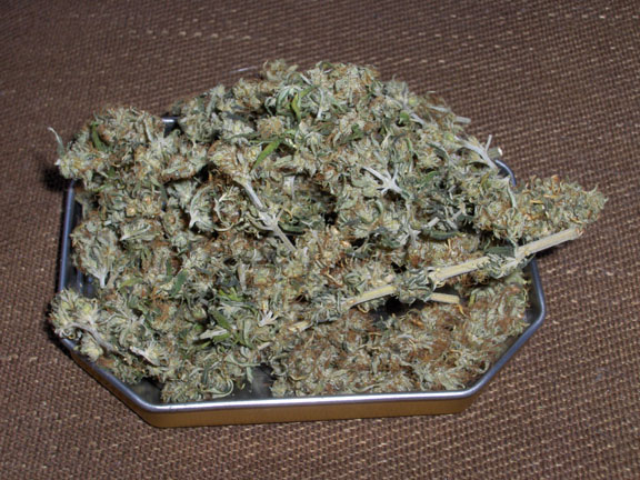 PanamaFlowers5.jpg