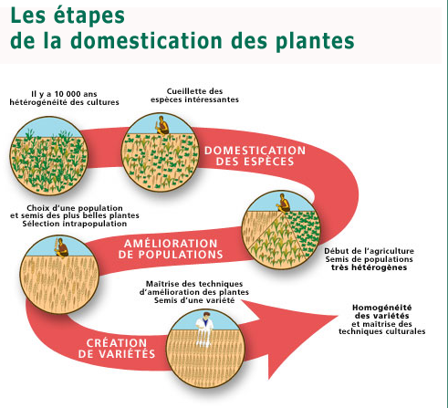 domestication des plantes.PNG