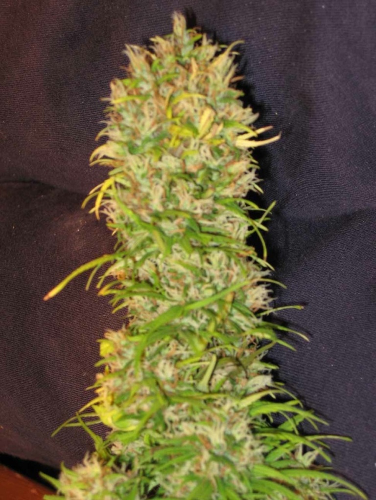 jam2_harvest_small.jpg