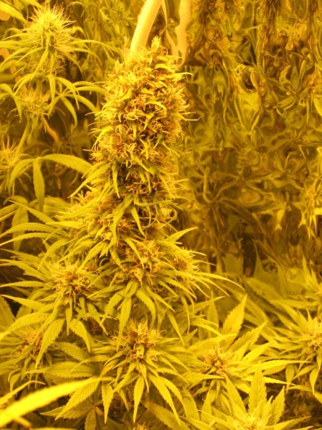 jam1_harvest_small.jpg