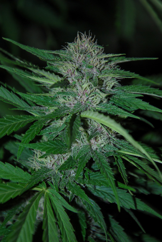 ChitralUzbek 110913B 081 copia.jpg