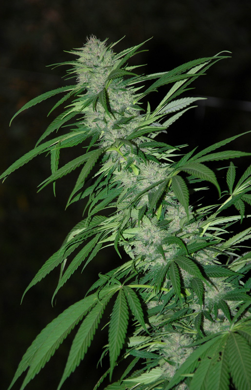 ChitralUzbek 110913B 088 copia.jpg