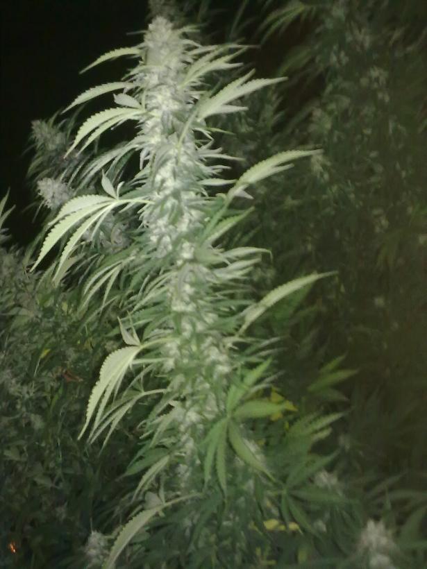 14092011295.jpg
