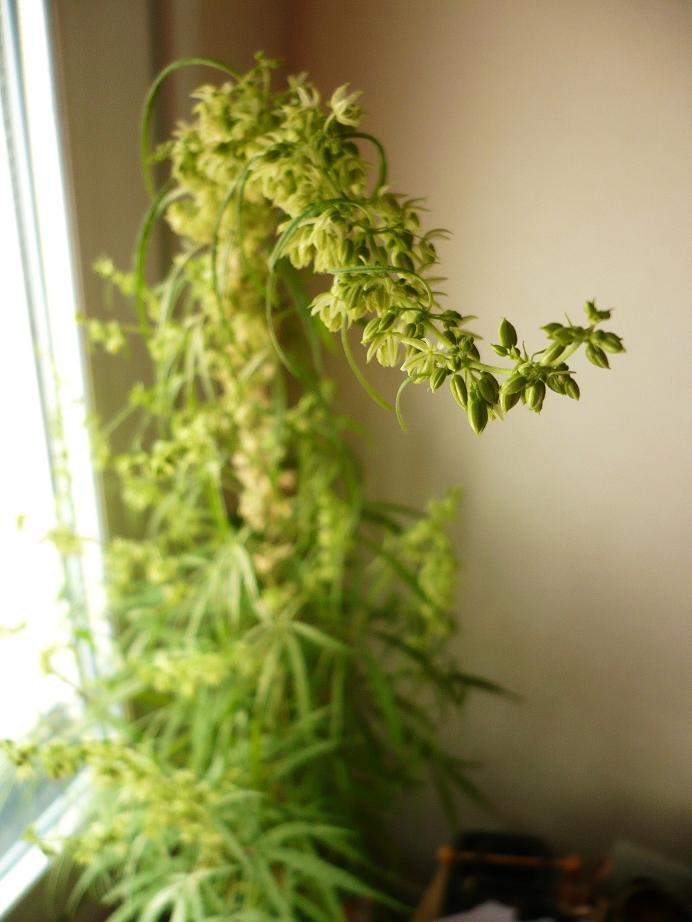 Mâle Ghana, fin mars.JPG