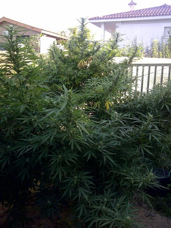 IMG-20110915-00020.jpg