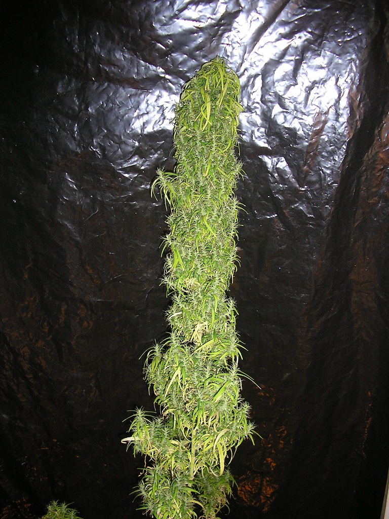 cold gold 1972.jpg