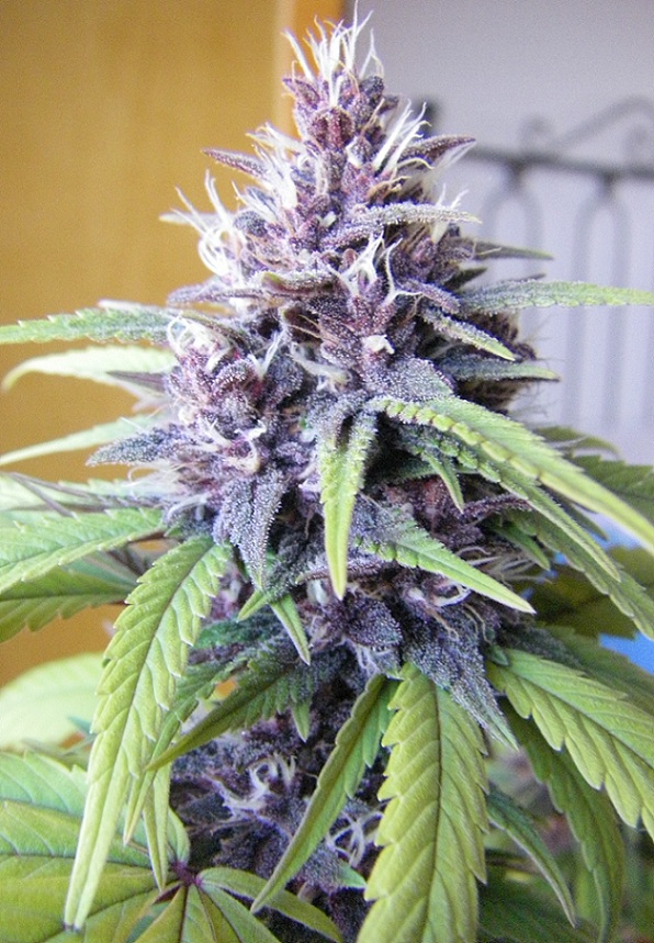 SmoSmo#3.jpg