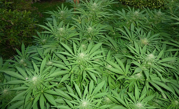 afghan.jpg