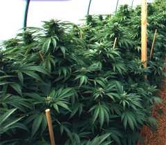 mastadonkush-m[1].jpg