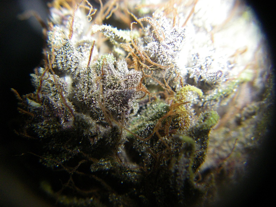 SmoSmo3.jpg