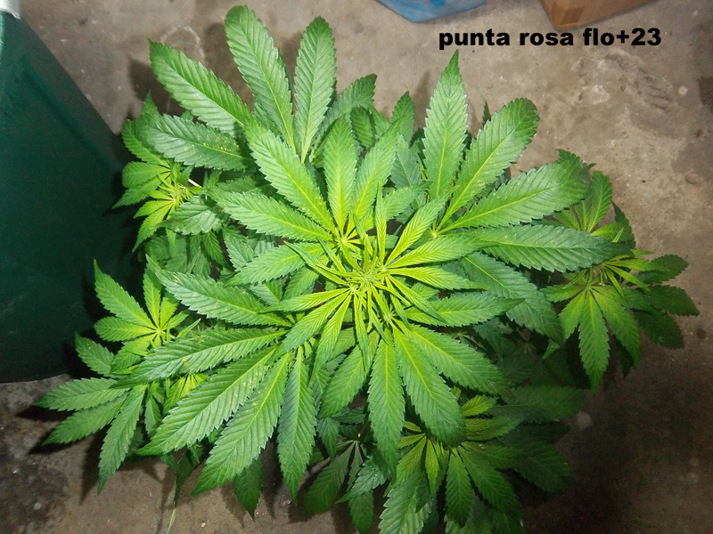 IMGP2224.JPG
