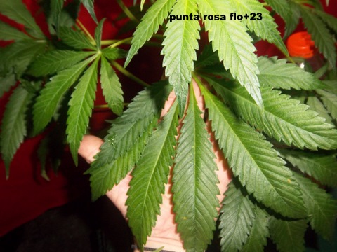 IMGP2226.JPG