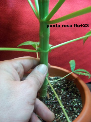 IMGP2264.JPG