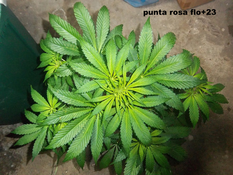 IMGP2224.JPG
