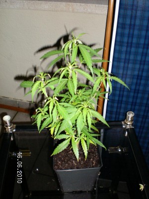 mama jack herer.JPG