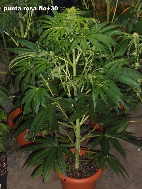 IMGP2406.JPG