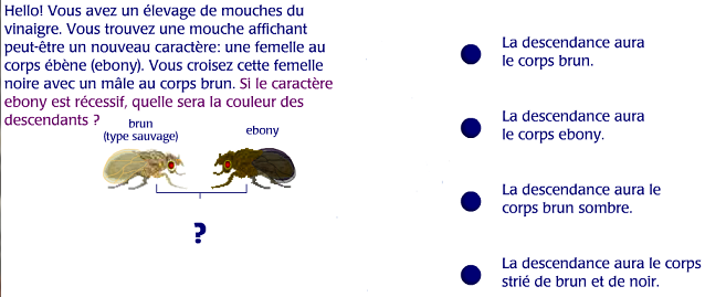 Capture drosophile.PNG
