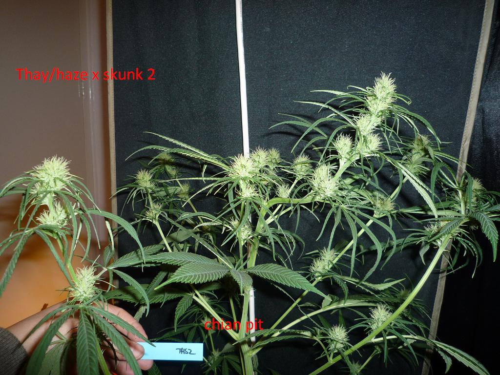 ths2 flor.JPG