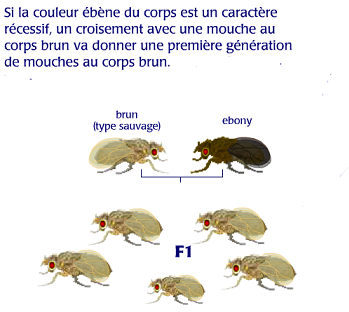 Capture drosophile 2.PNG